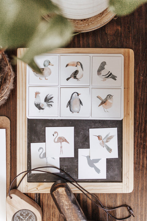 Ornithology Morning Basket